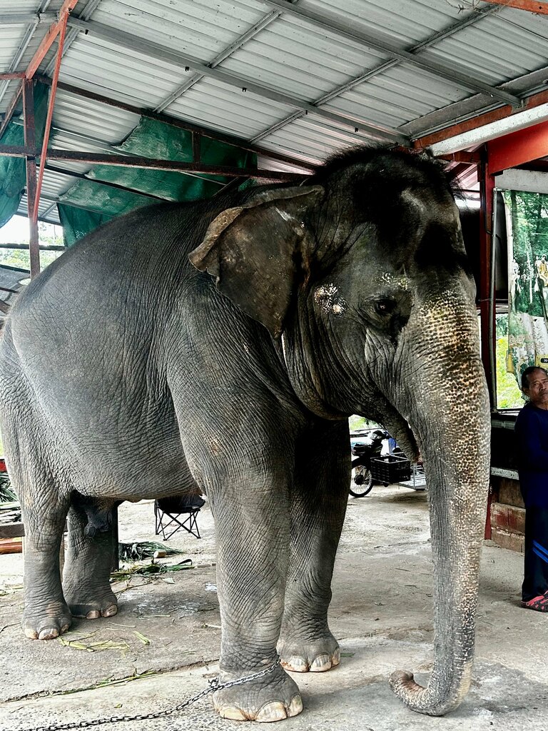 Zoo Kokchang Safari, Phuket Province, photo