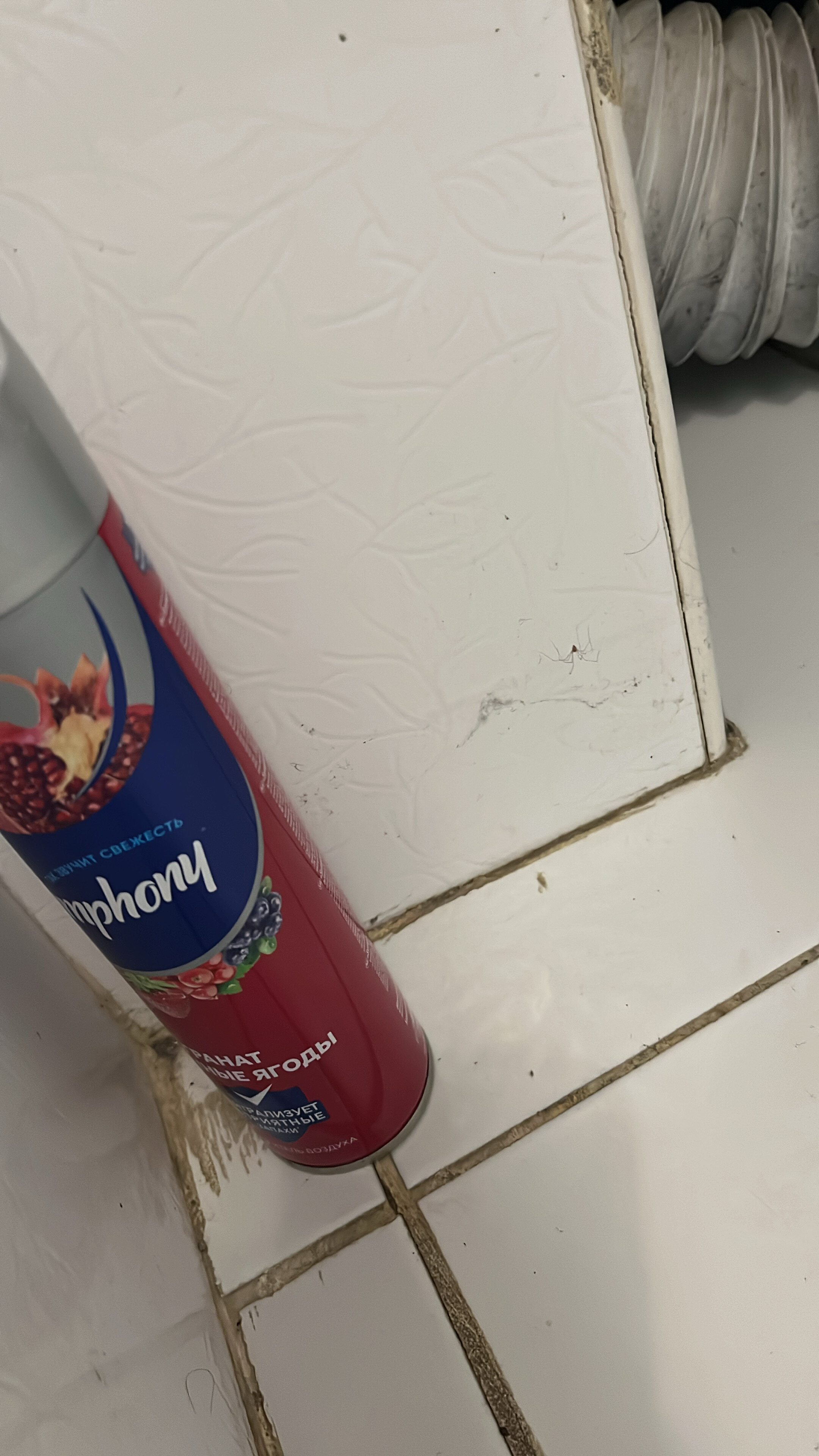 Фото Базилик