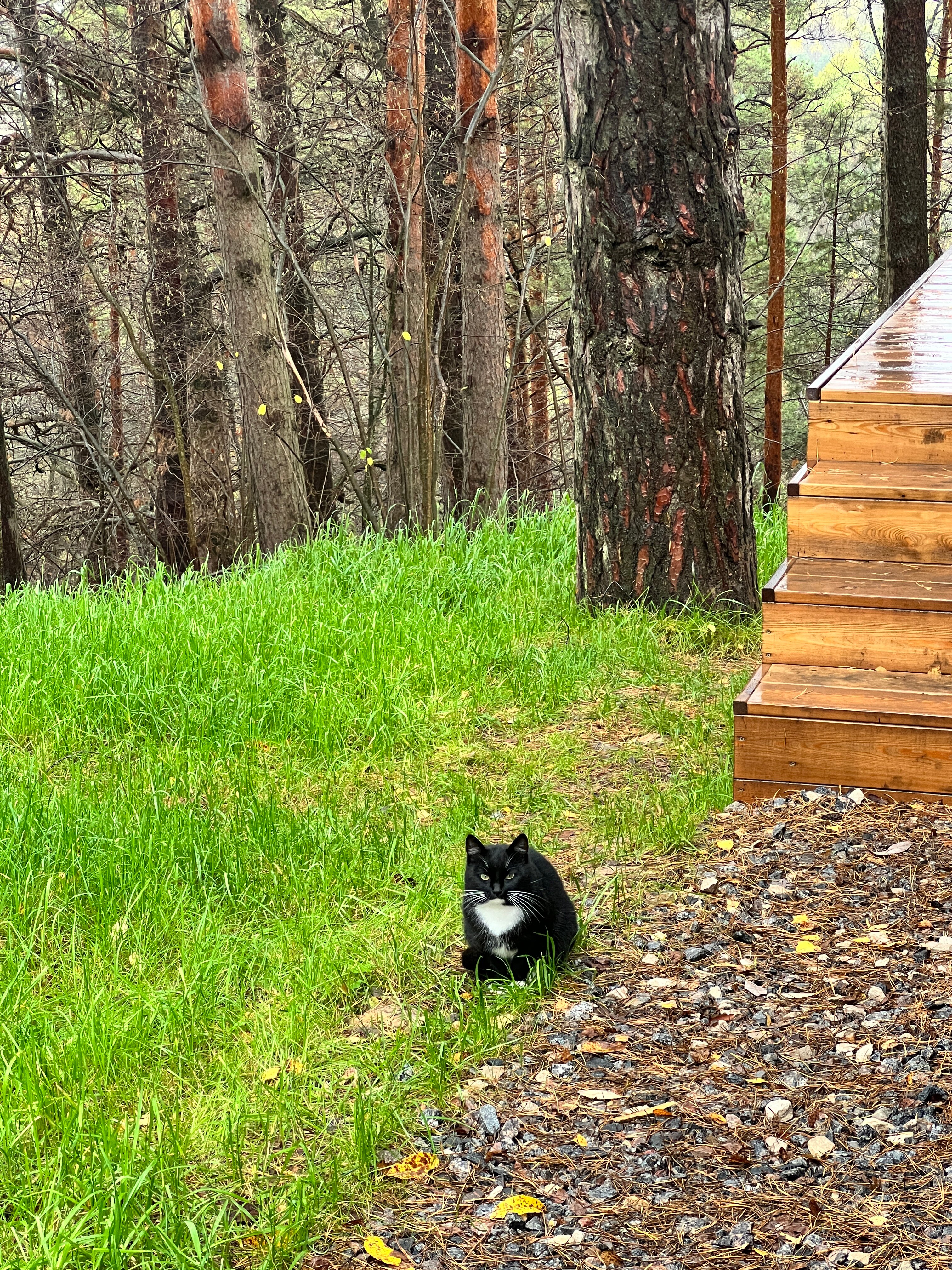 Фото Wish Home Лесной Берег