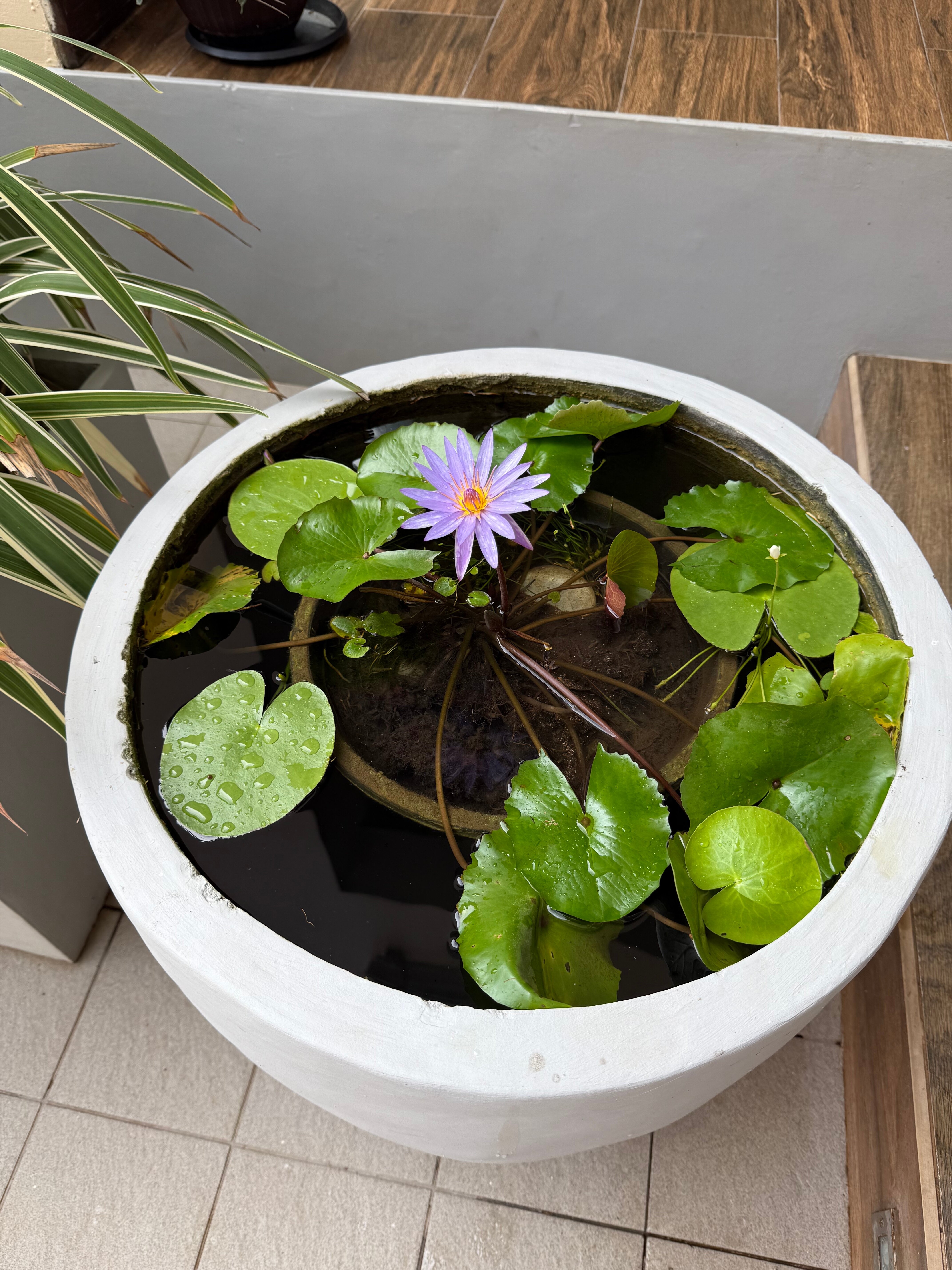 Фото Water Gate Resort & SPA