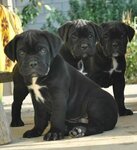 Triumf Epira (село Скалистое, Подгорная улица, 4), animal nursery