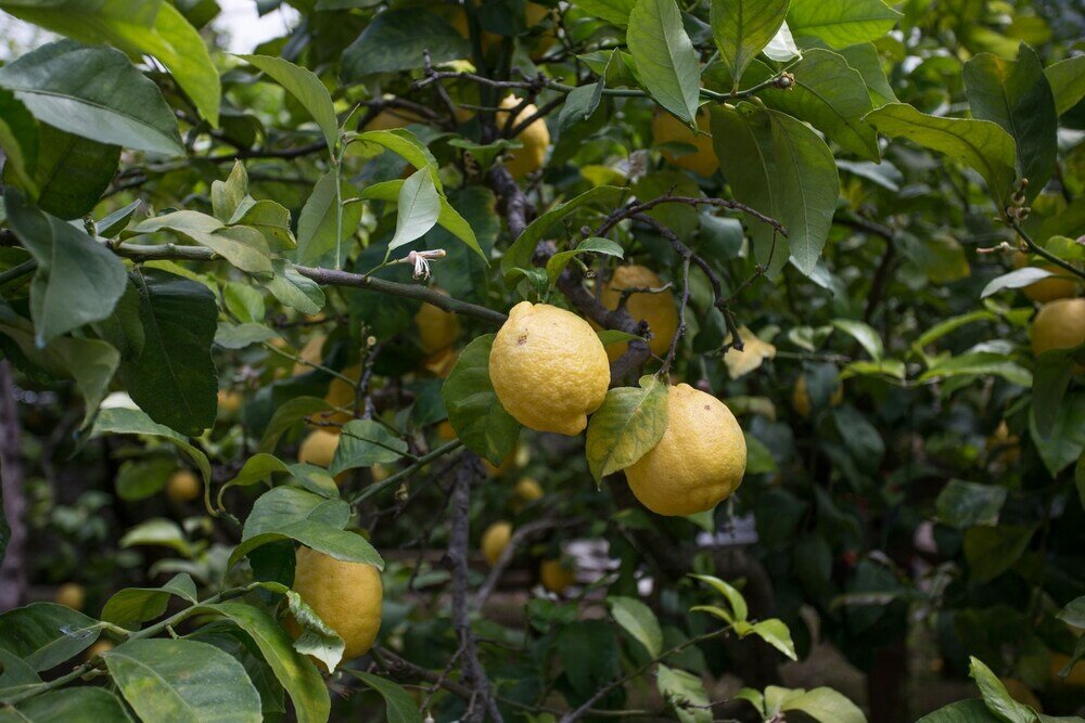 Фото Relais Villa Anna