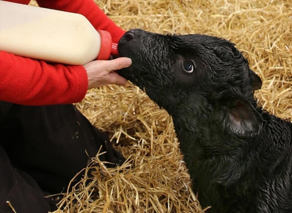 Фото Fairfield Inn & Suites by Marriott Fair Oaks Farms