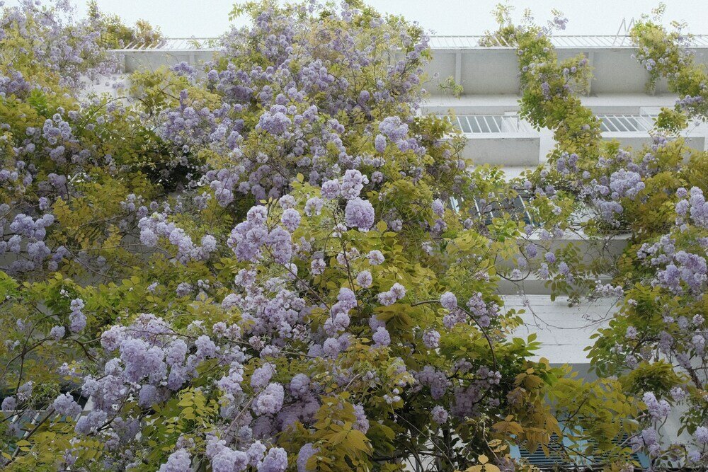 Фото Rooms Batumi