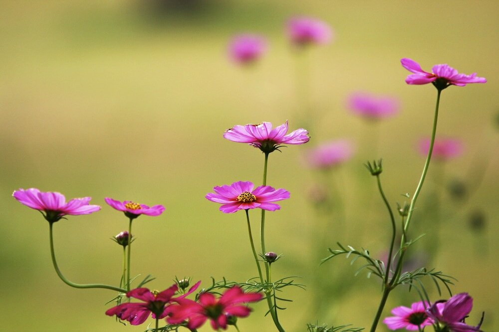 Фото Pai Hotsprings SPA Resort