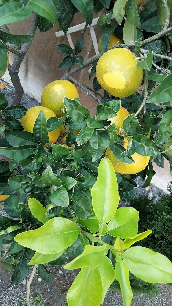 Фото Hôtel Le Chardon Bleu