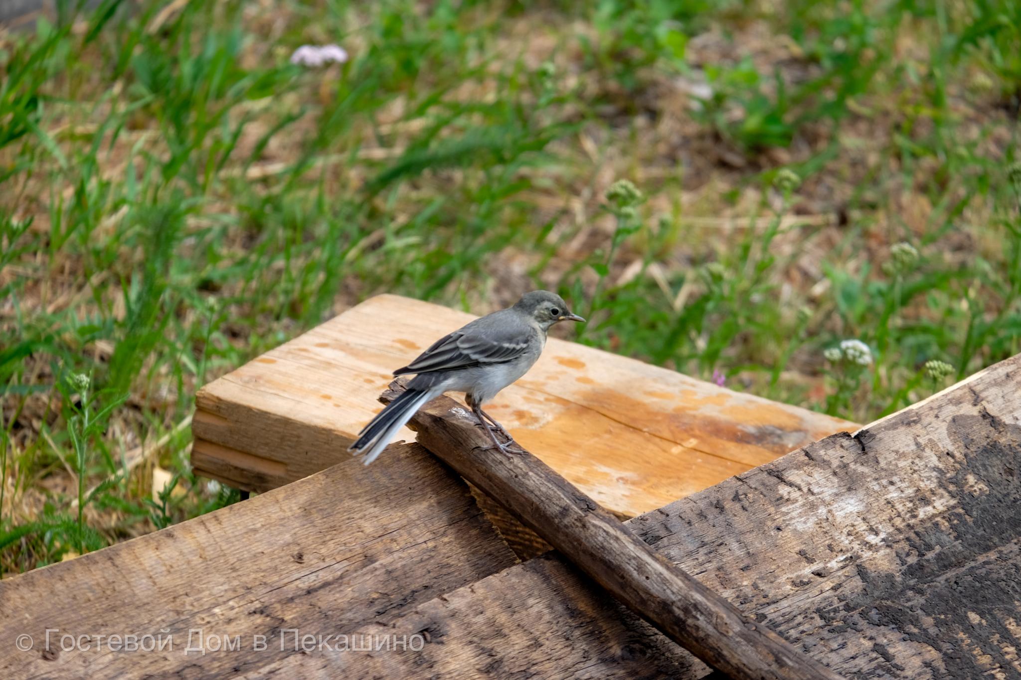 Фото Гостевой Дом в Пекашино