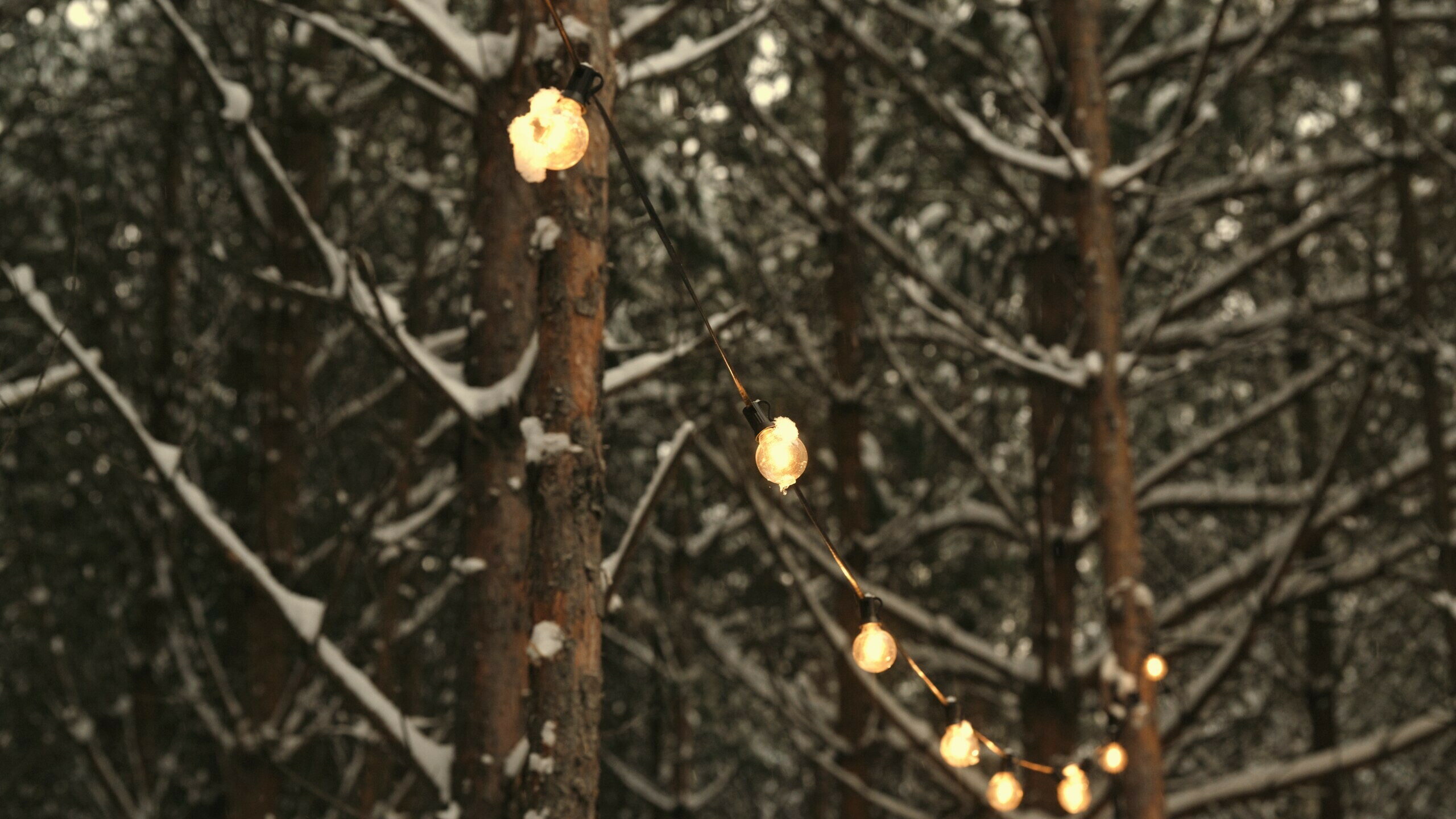 Фото Место под соснами