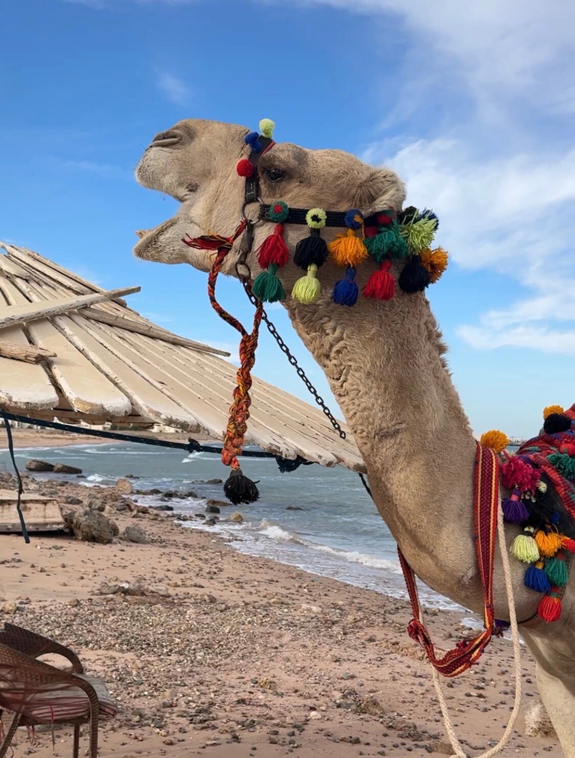 Фото Pickalbatros Aqua Park Resort