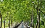 Plum Forest