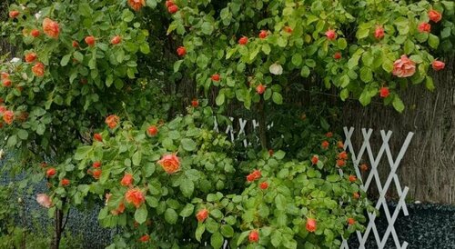 Гостиница Hôtel Du Puy D'alon в Гурдоне