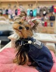 Zoomagazin Kotopyos (Talsinskaya ulitsa, 59с5), pet salon