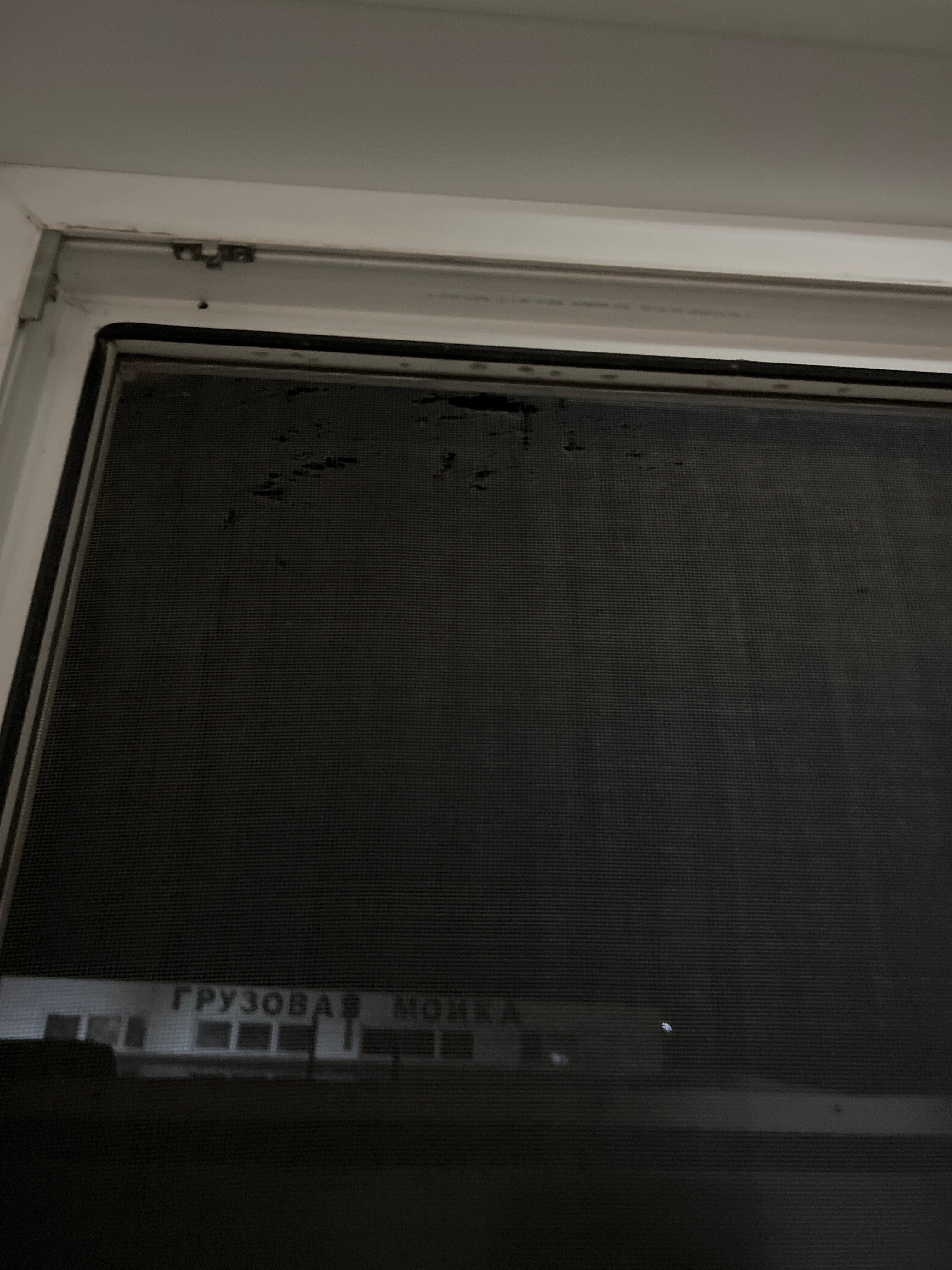 Фото Дикая Вишня