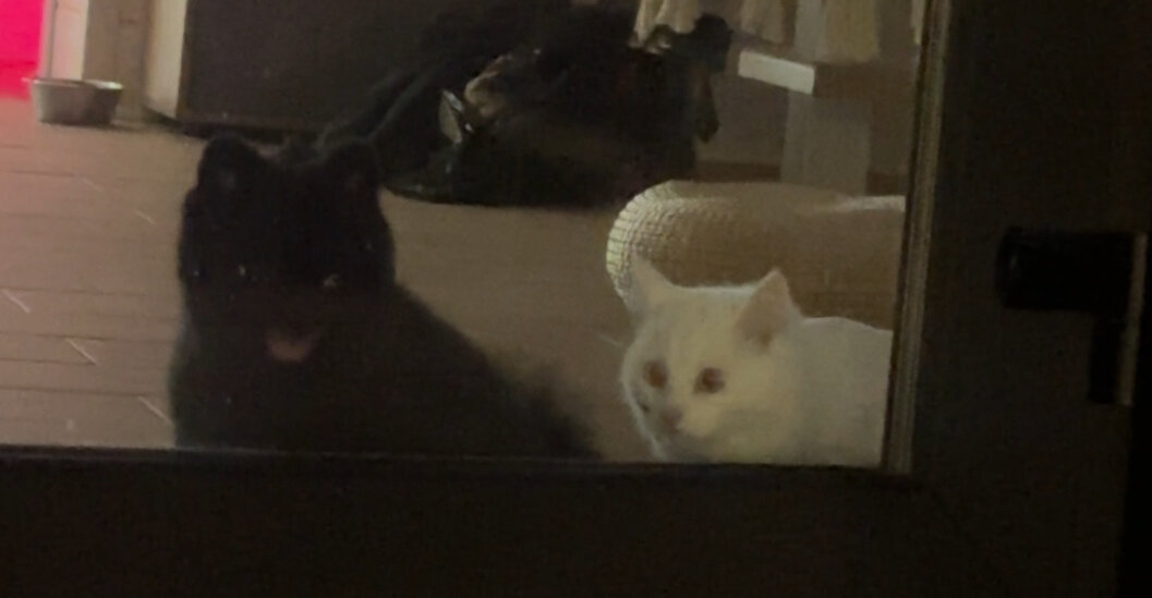 Фото 219120696027