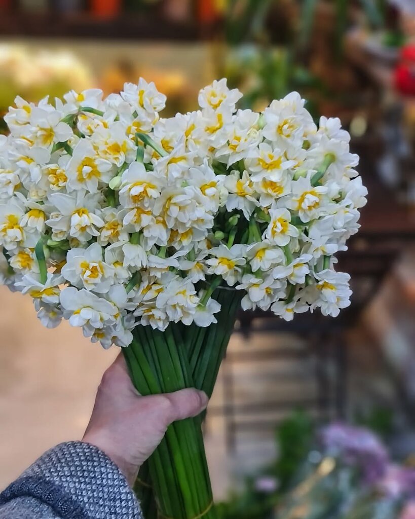 Flower shop Hanimeli Flower Corum, Corum, photo