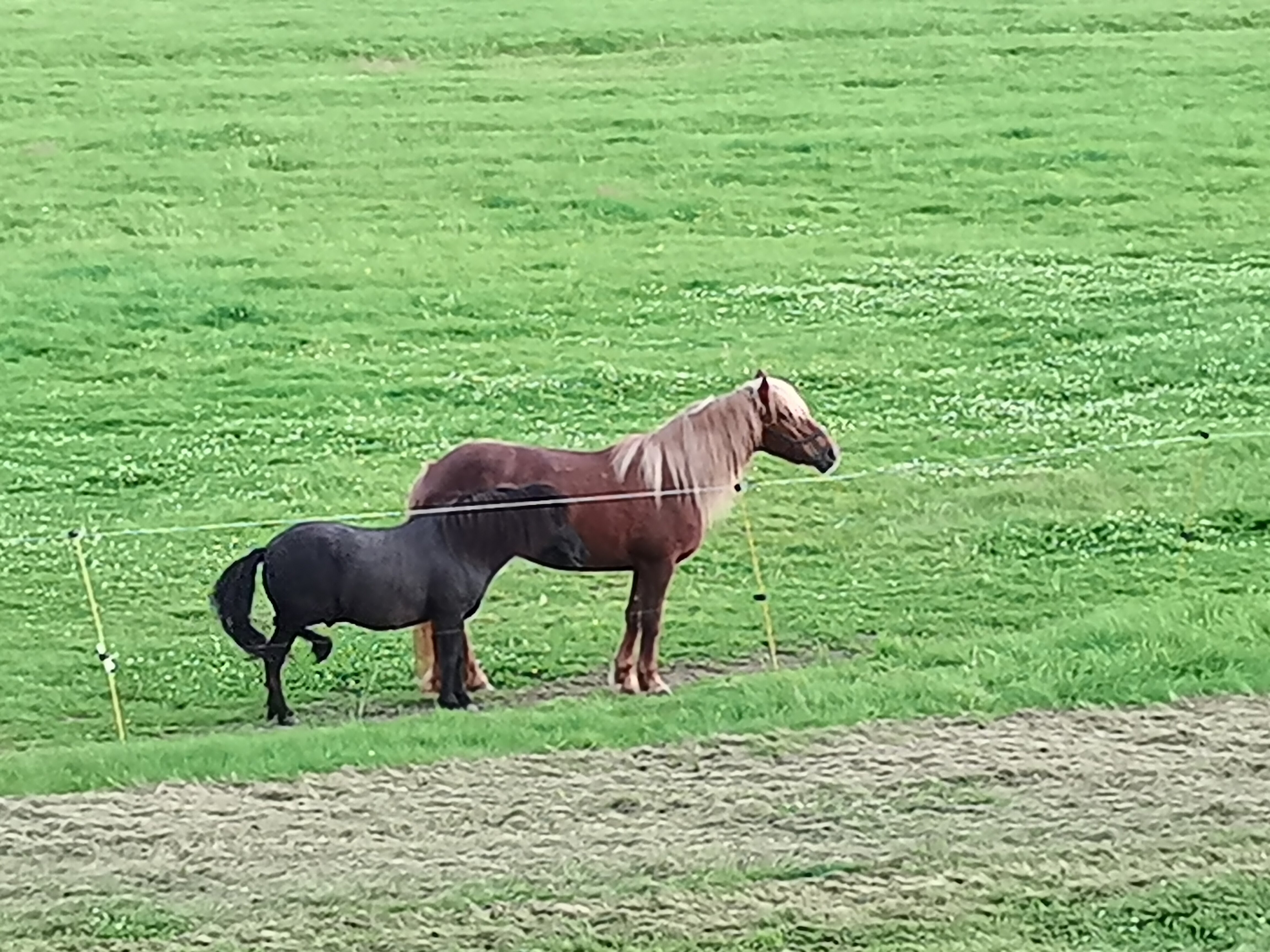 Фото Белый филин