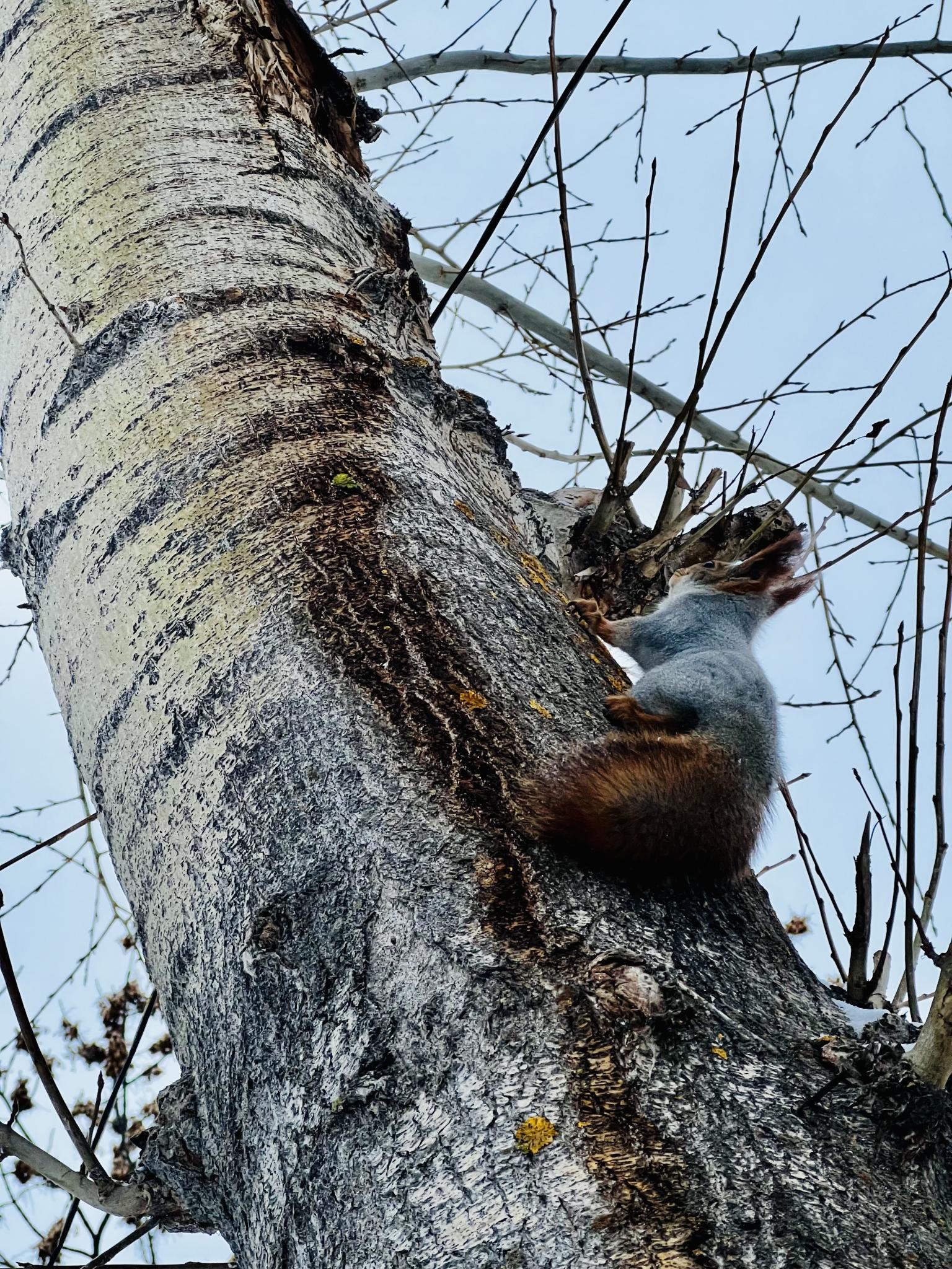 Фото Адмирал