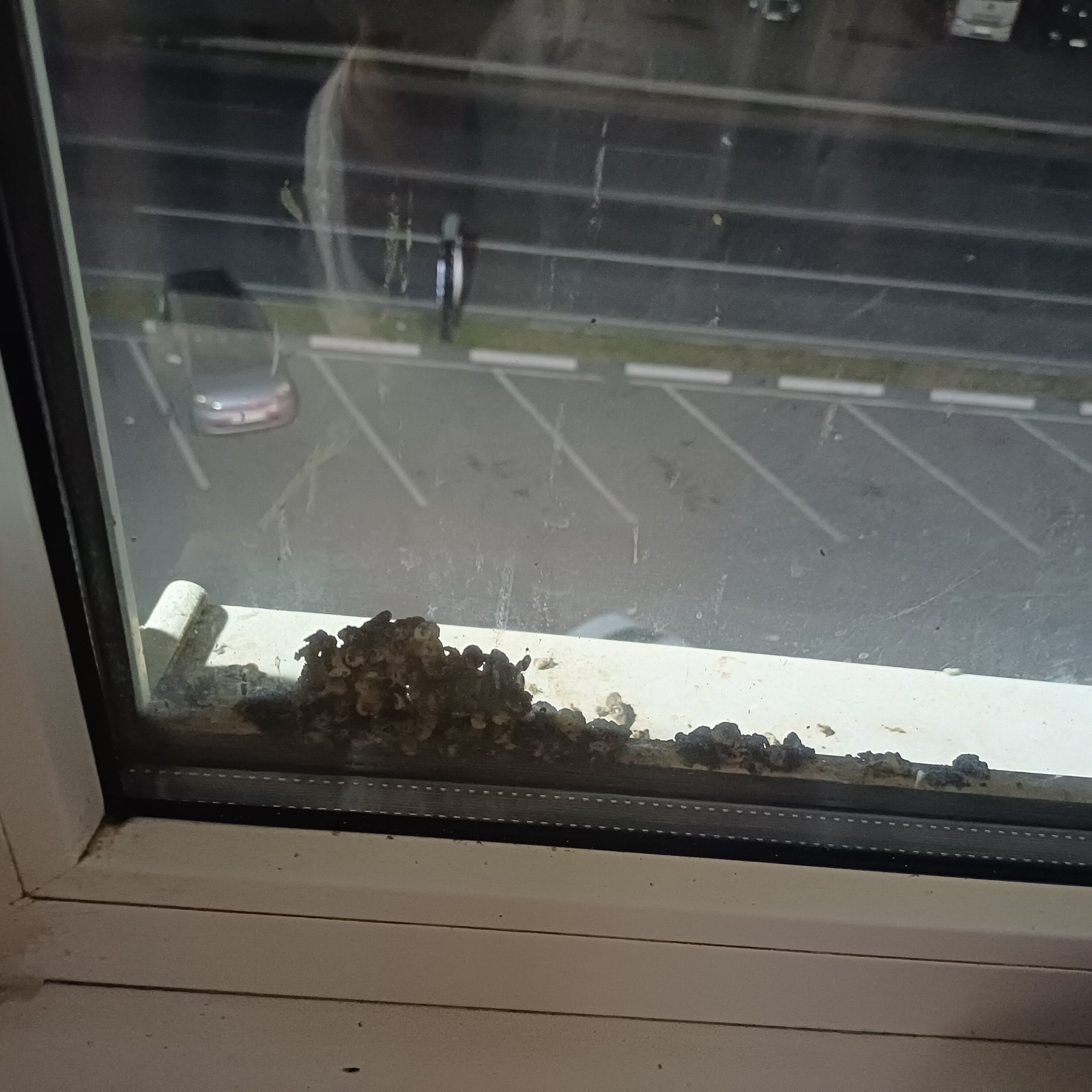 Фото Элисса