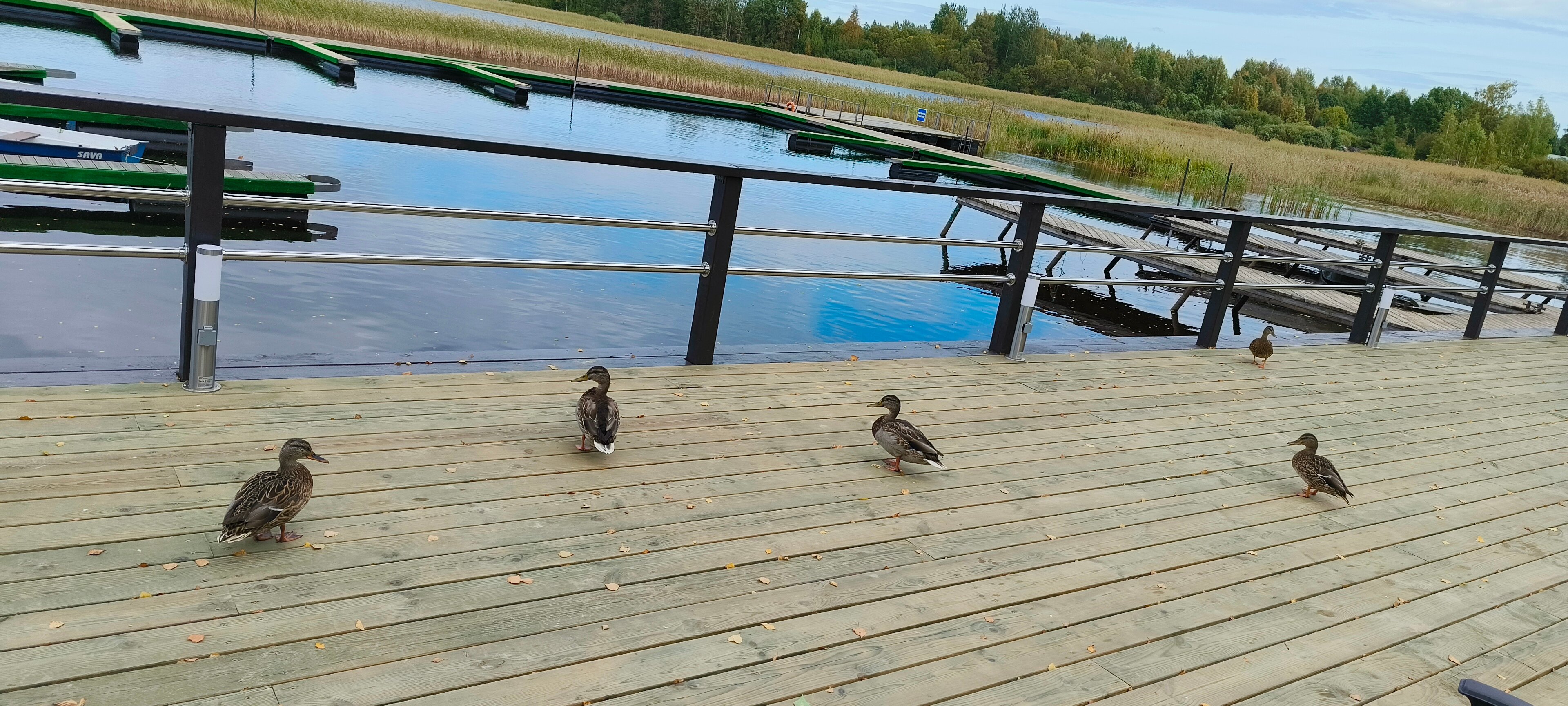 Фото Эковиладж Селигер