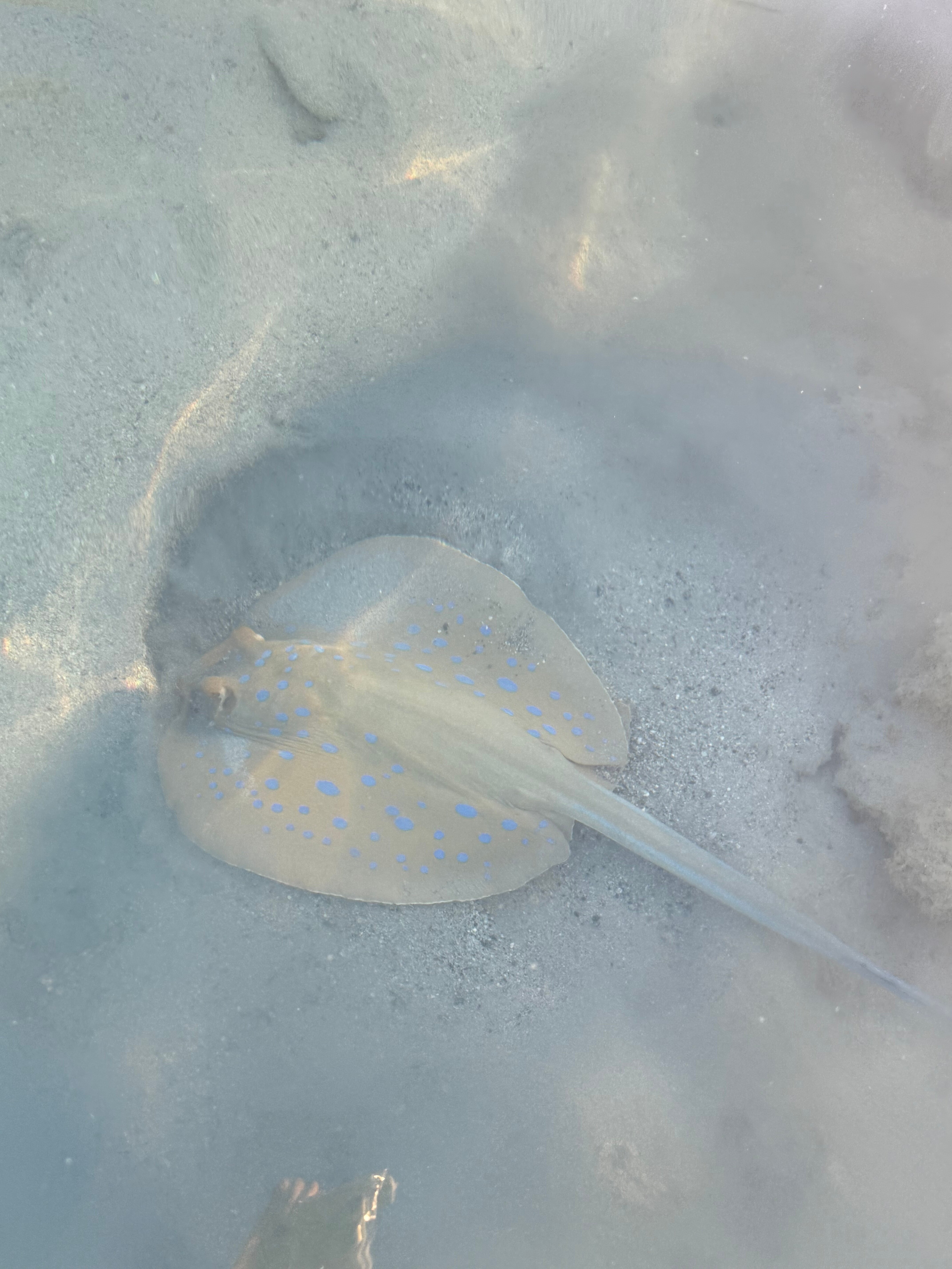 Фото Sunny Days Palma De Mirette