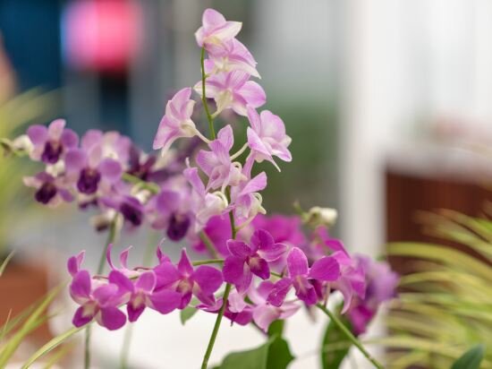 Фото Phka Kravan Boutique