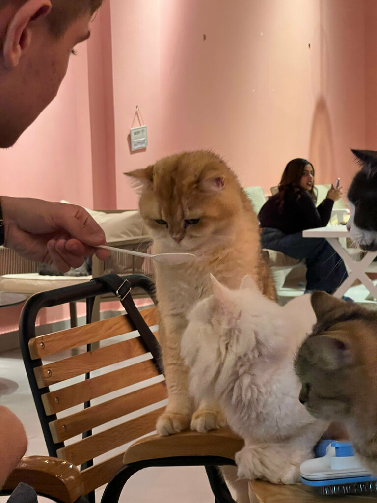 Cafe Meet Cat Cafe, Dubai, photo