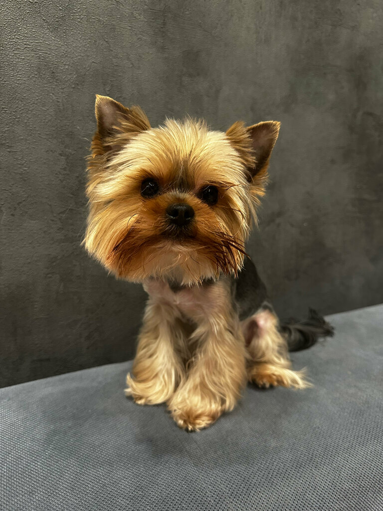 Pet salon #Стригу_чешу, Tula, photo