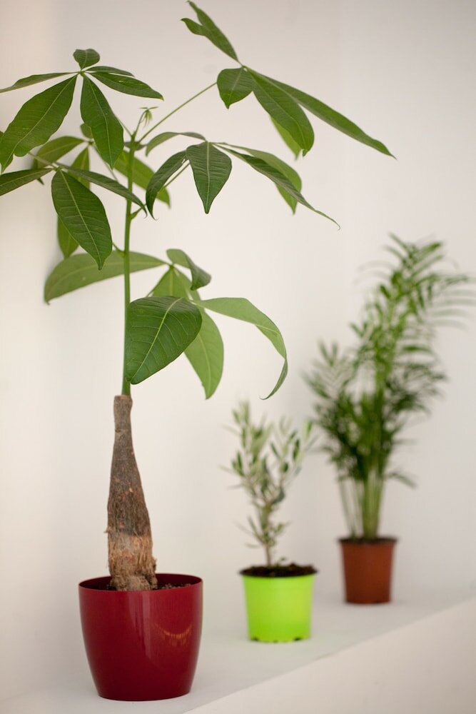 Фото Athens Cypria Hotel