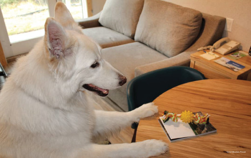 Фото Tunnel Mountain Resort