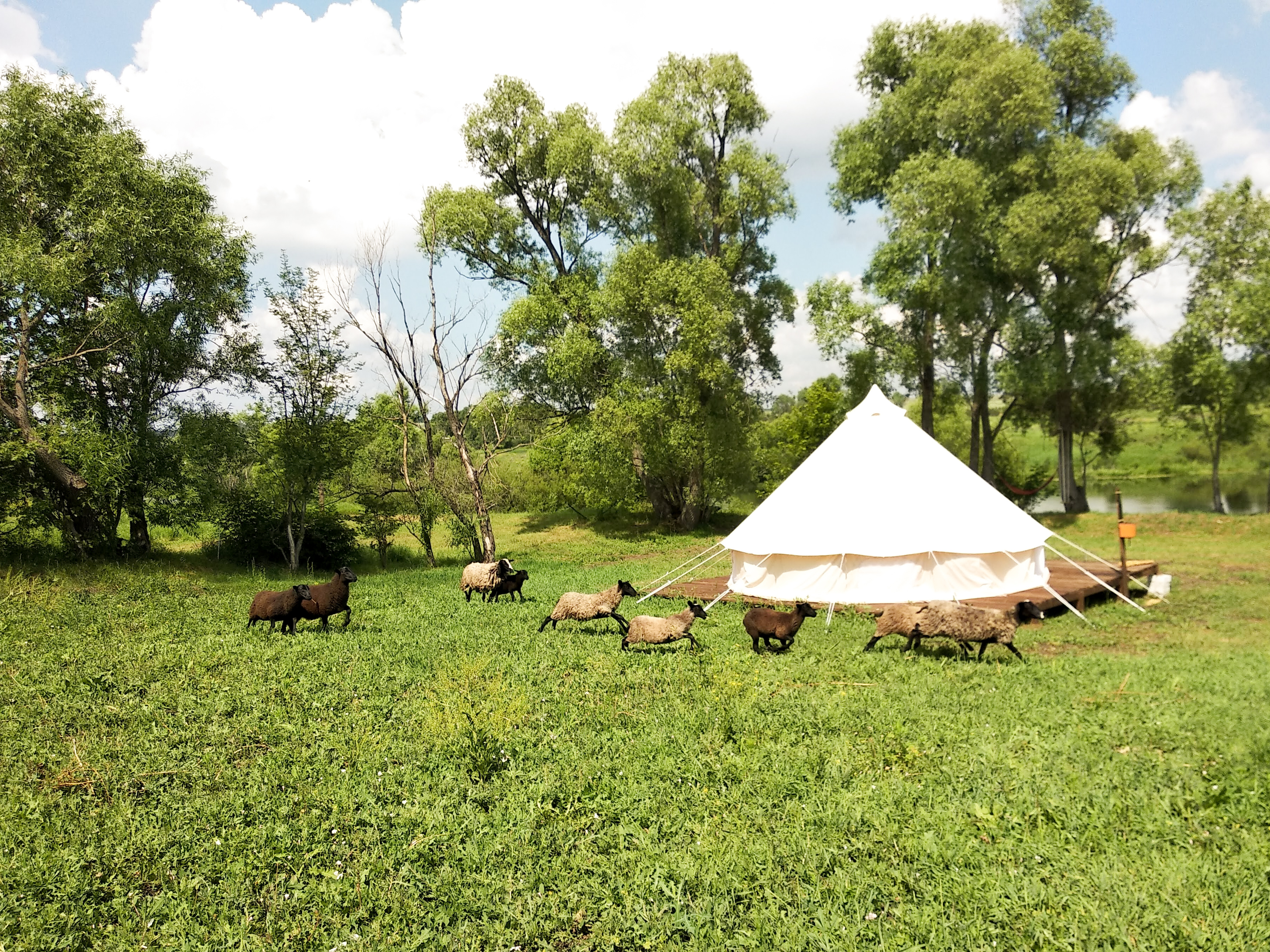 Фото Familyglamp Куликово поле