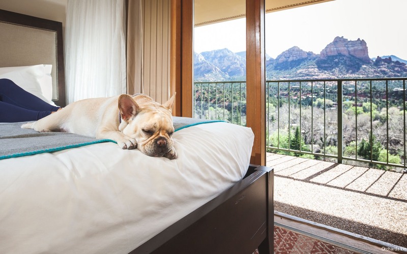 Фото Orchards Inn