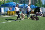 Kinologichesky klub Impuls-Dog (Trudovaya ulitsa, 1В), zoocenter, club de amantes de los animales