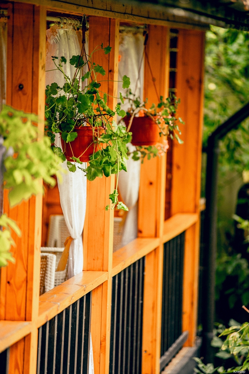 Фото Клевер