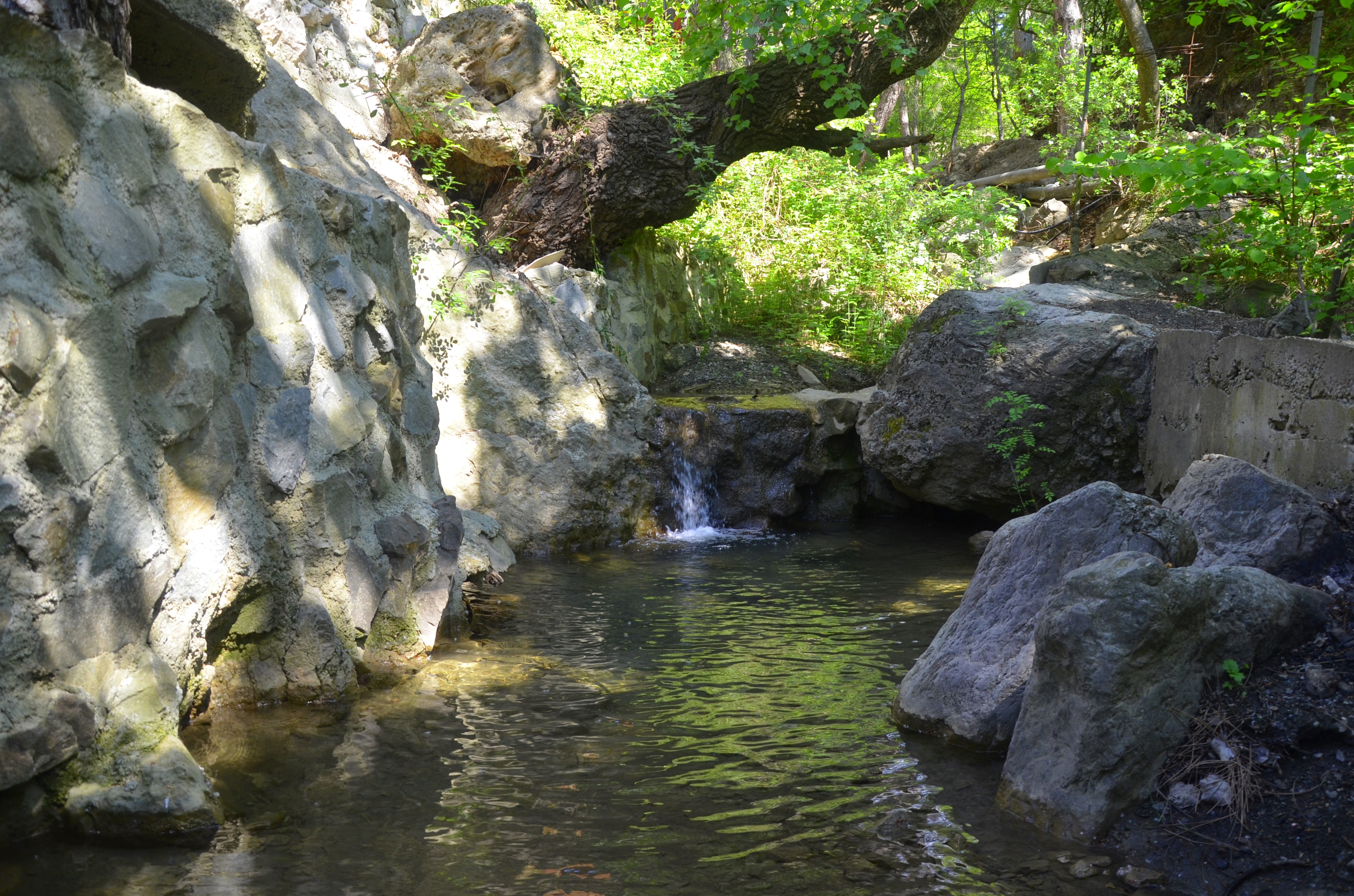 Фото Лесная Сказка