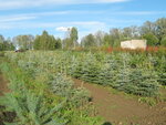 Питомник садовых растений Солдатовых (Davydovskoye Village, Tretya Street, 6), garden center