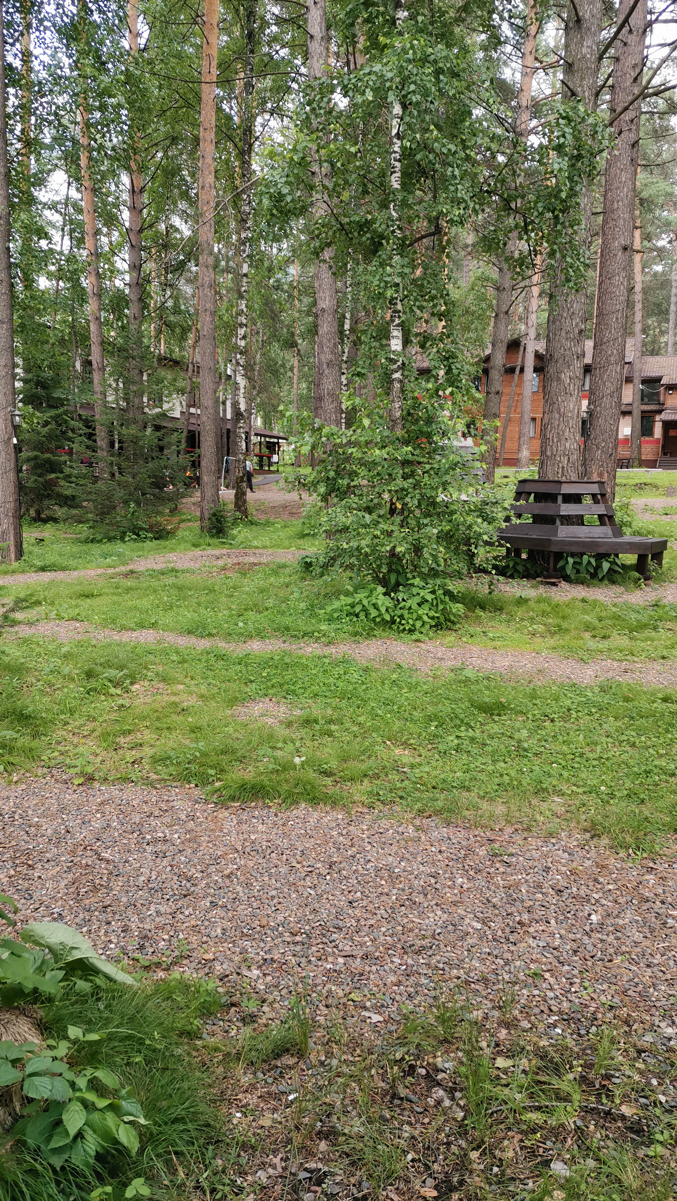 Фото Брусника