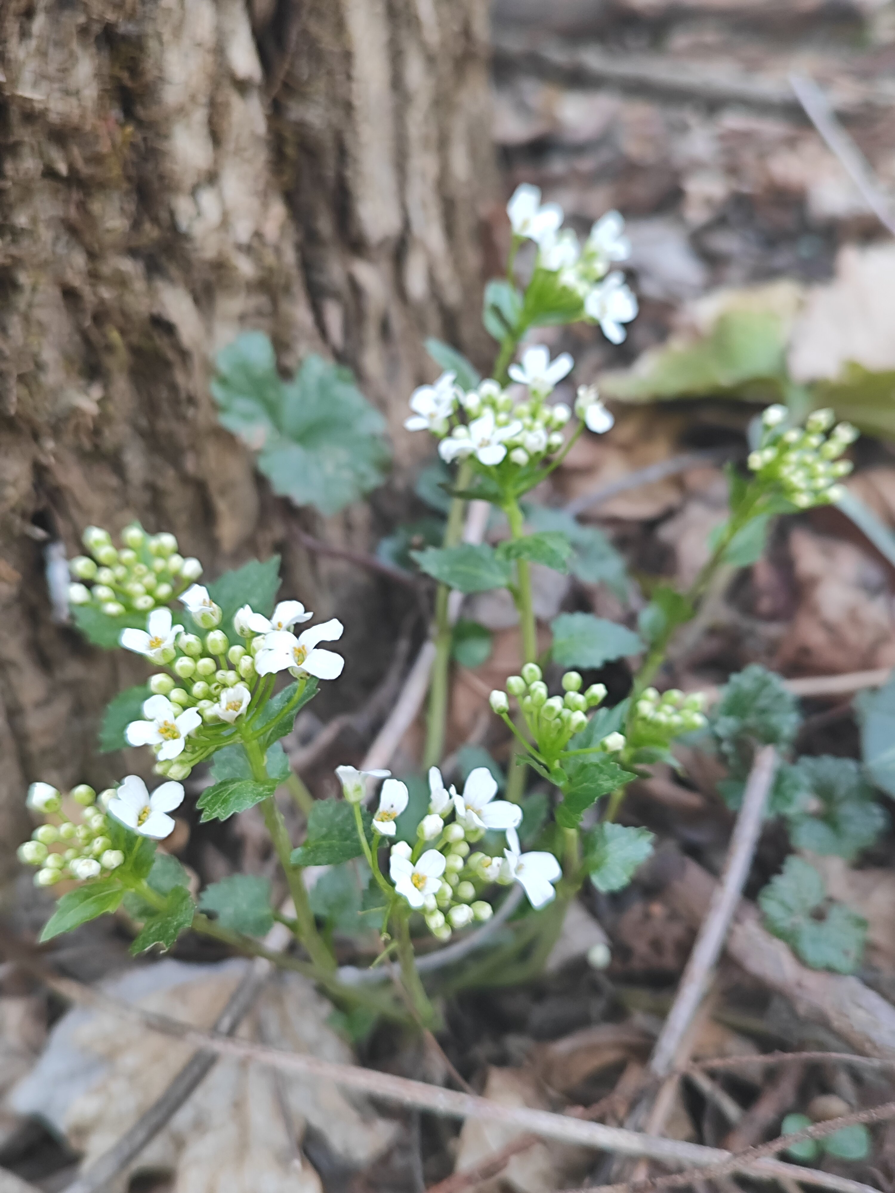 Фото Другой берег