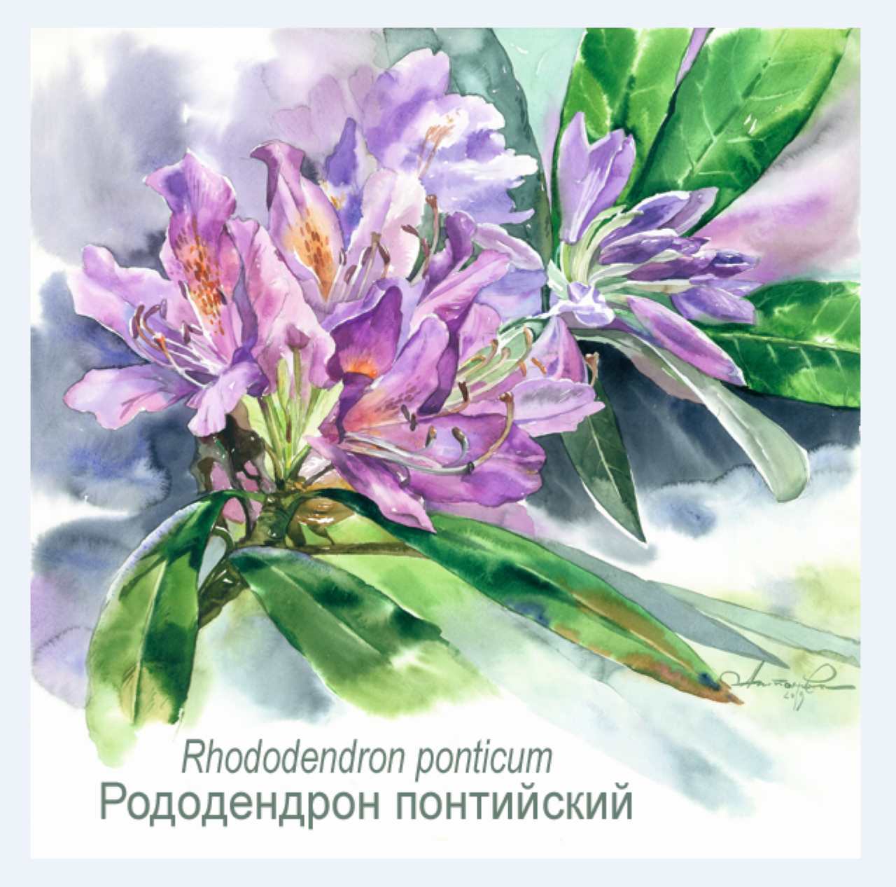 Фото Мацеста Береговая