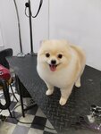 ЛапУсики (Severo-Zapad Quarter, 1-y kvartal, 4), pet salon
