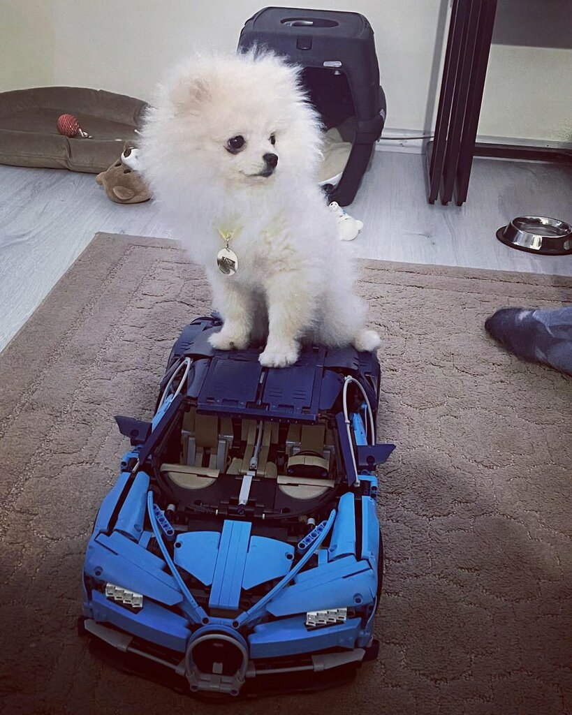 Information website Puppy, Istanbul, photo