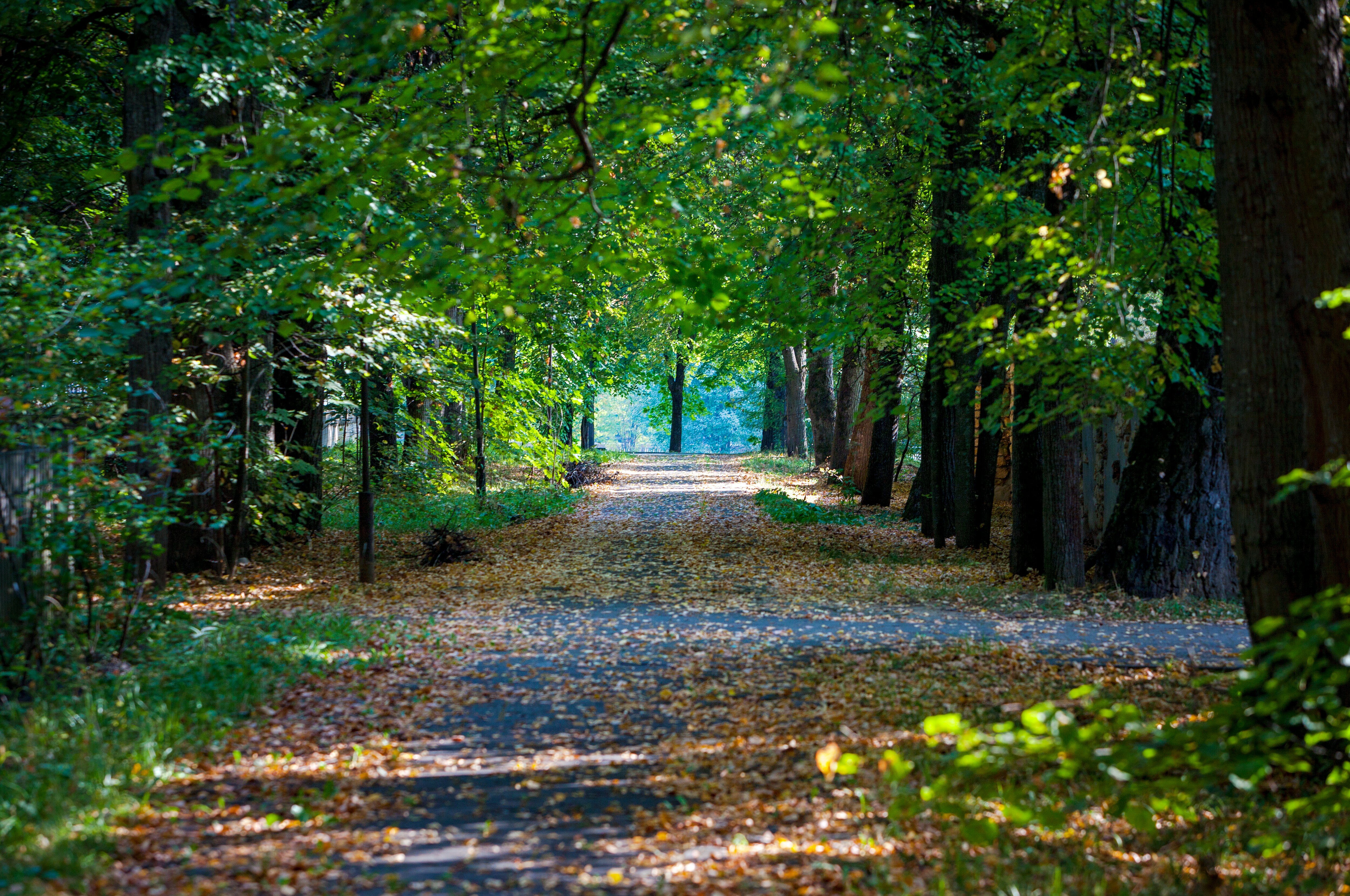 Фото Апартаменты в лесу