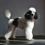 Mozhno! (Kolomyazhskiy Avenue, 7), salón de mascota, peluquería de animales