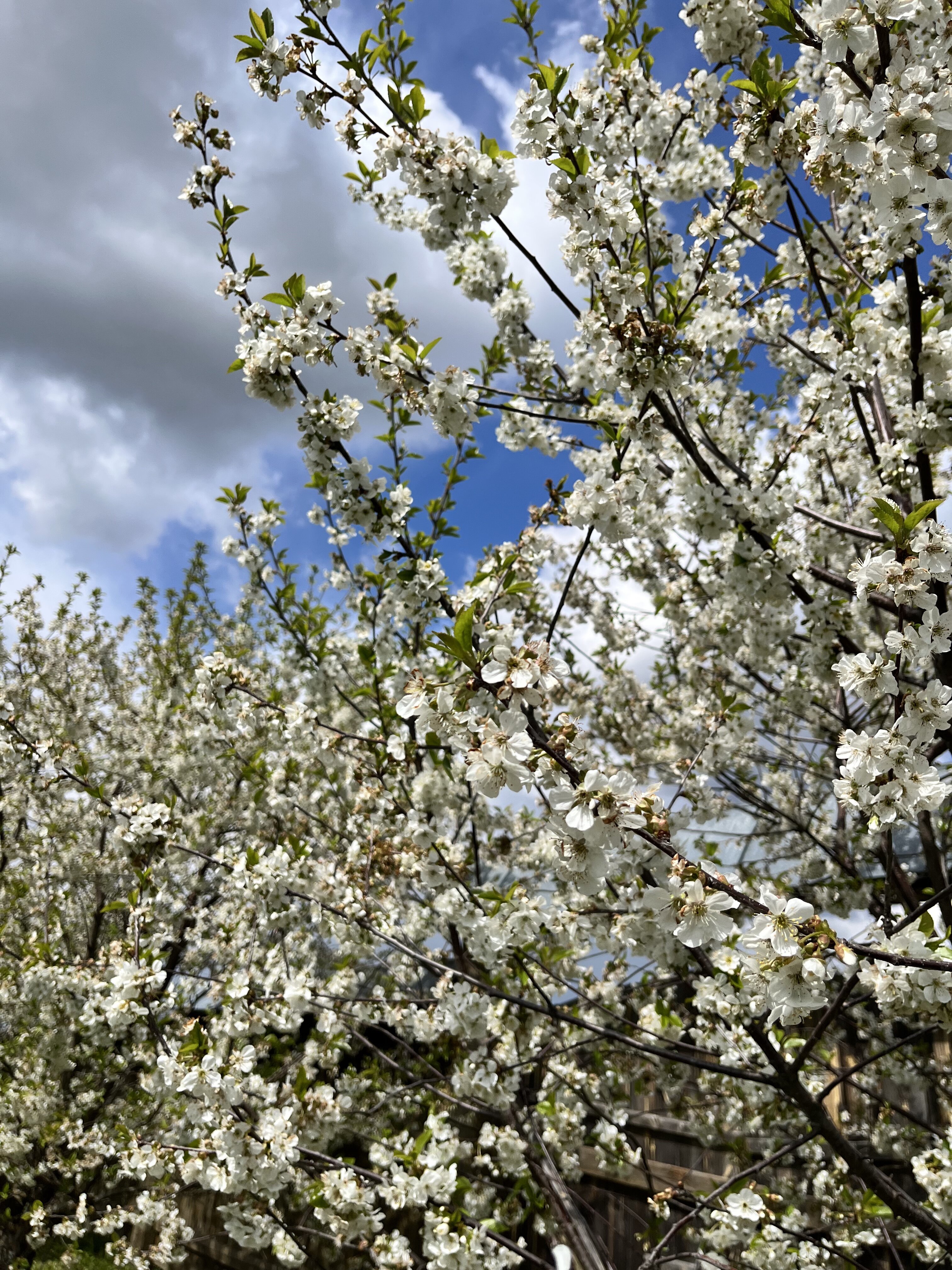 Фото Вереск Дом