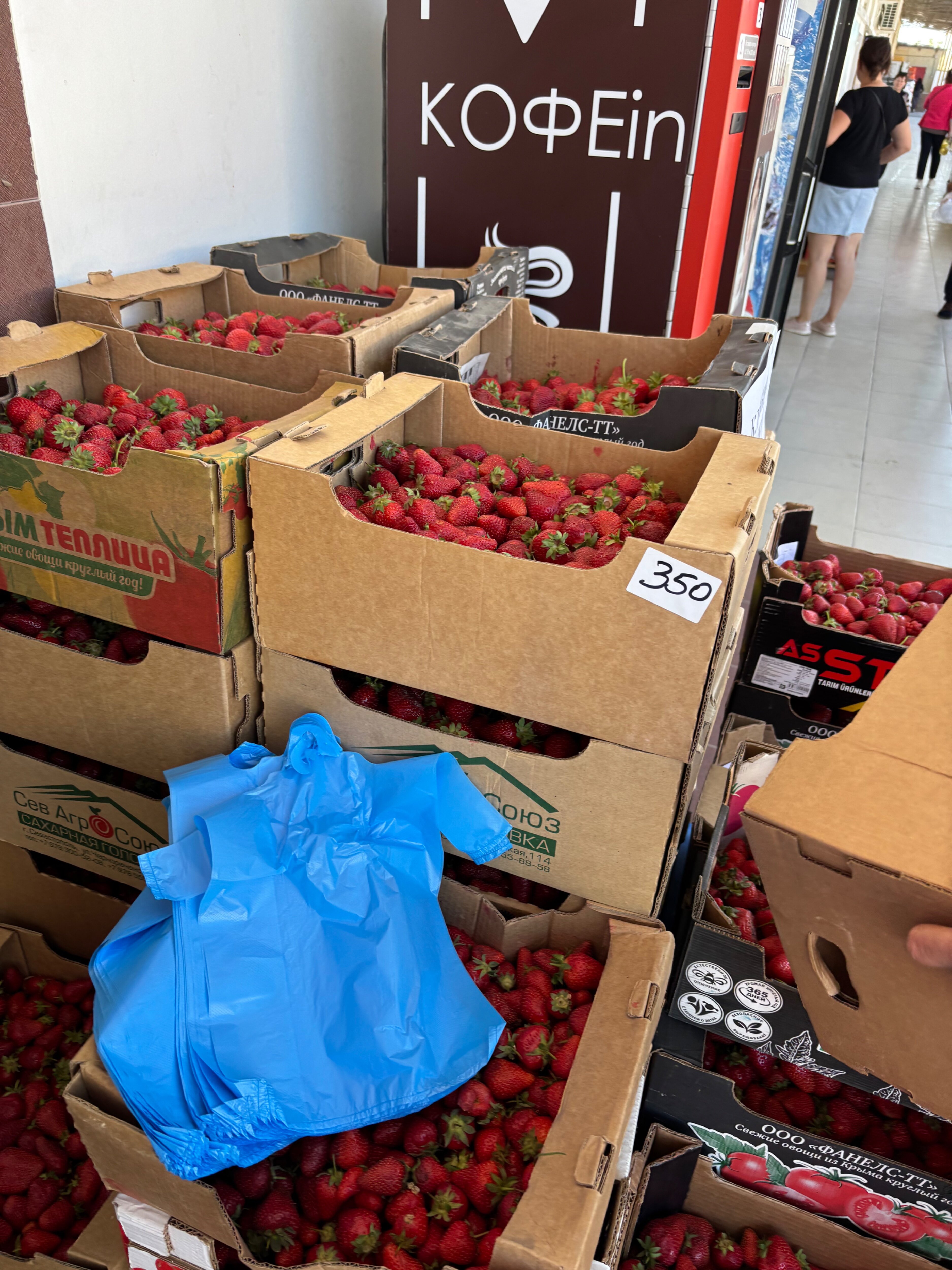 Фото Кипарис