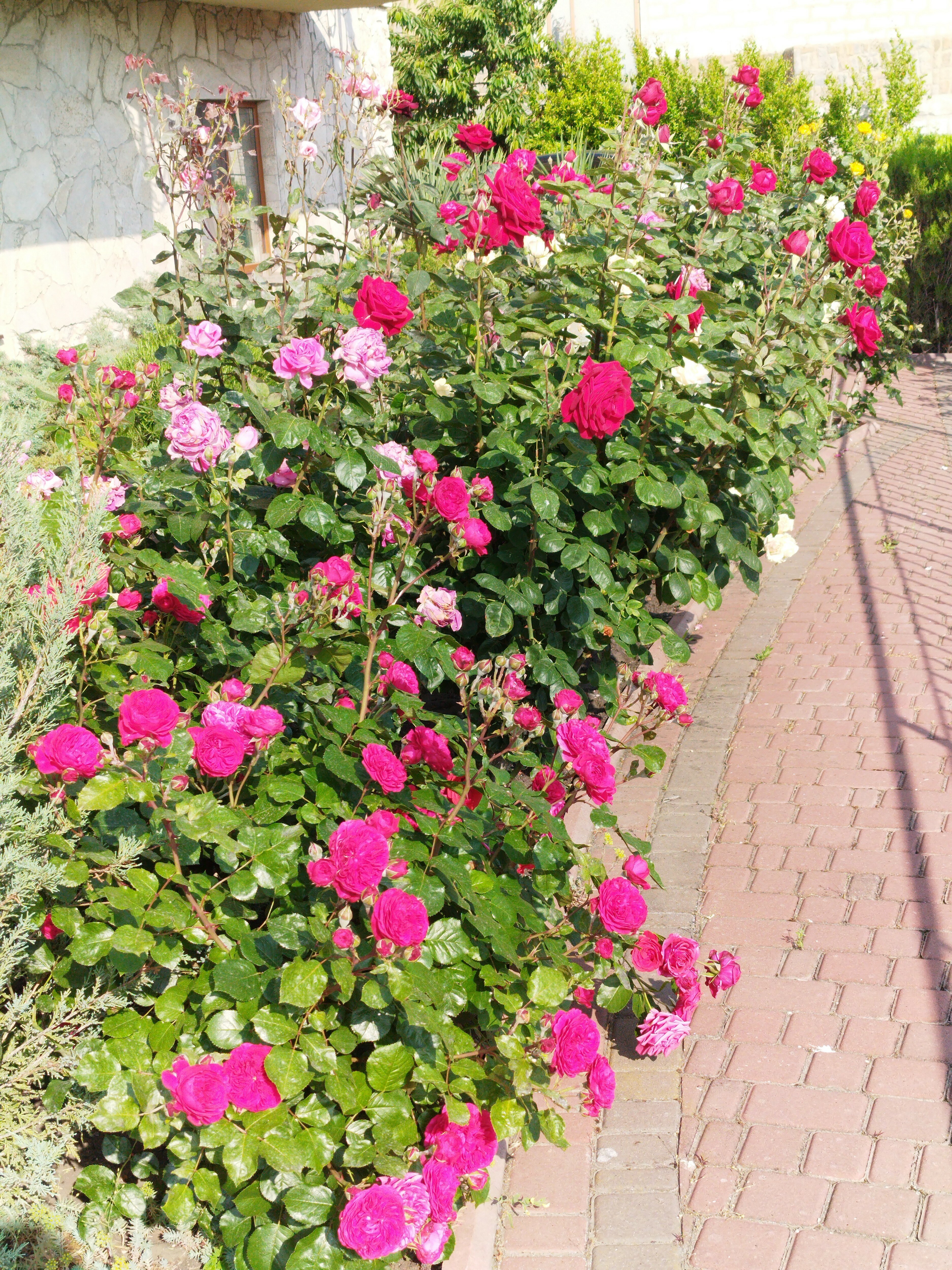 Фото Вилла Ева