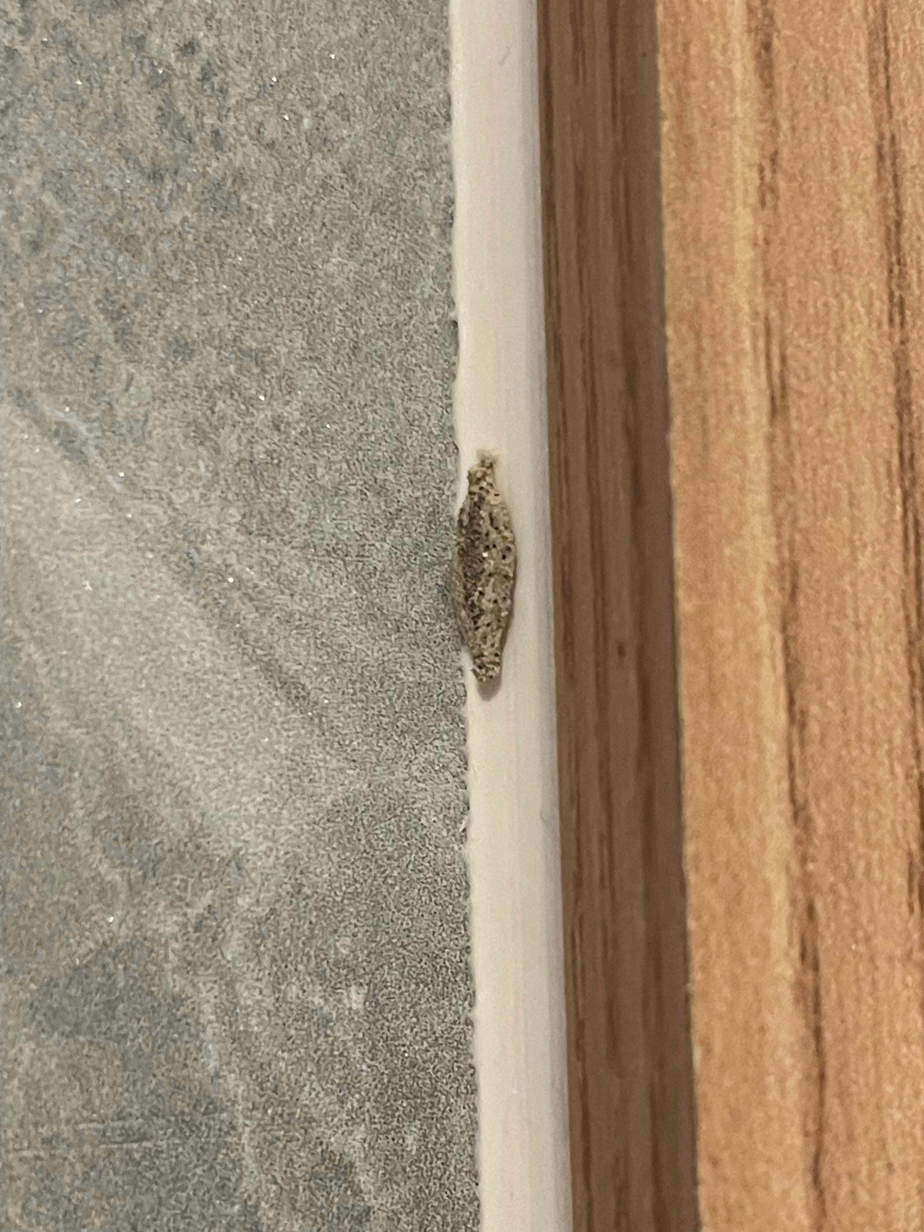 Фото Virgo Hotel