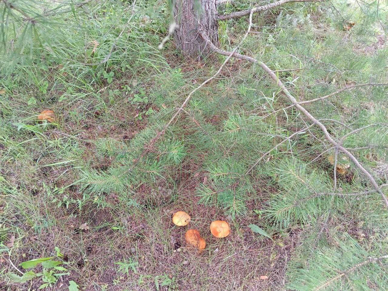 Фото Елховый берег