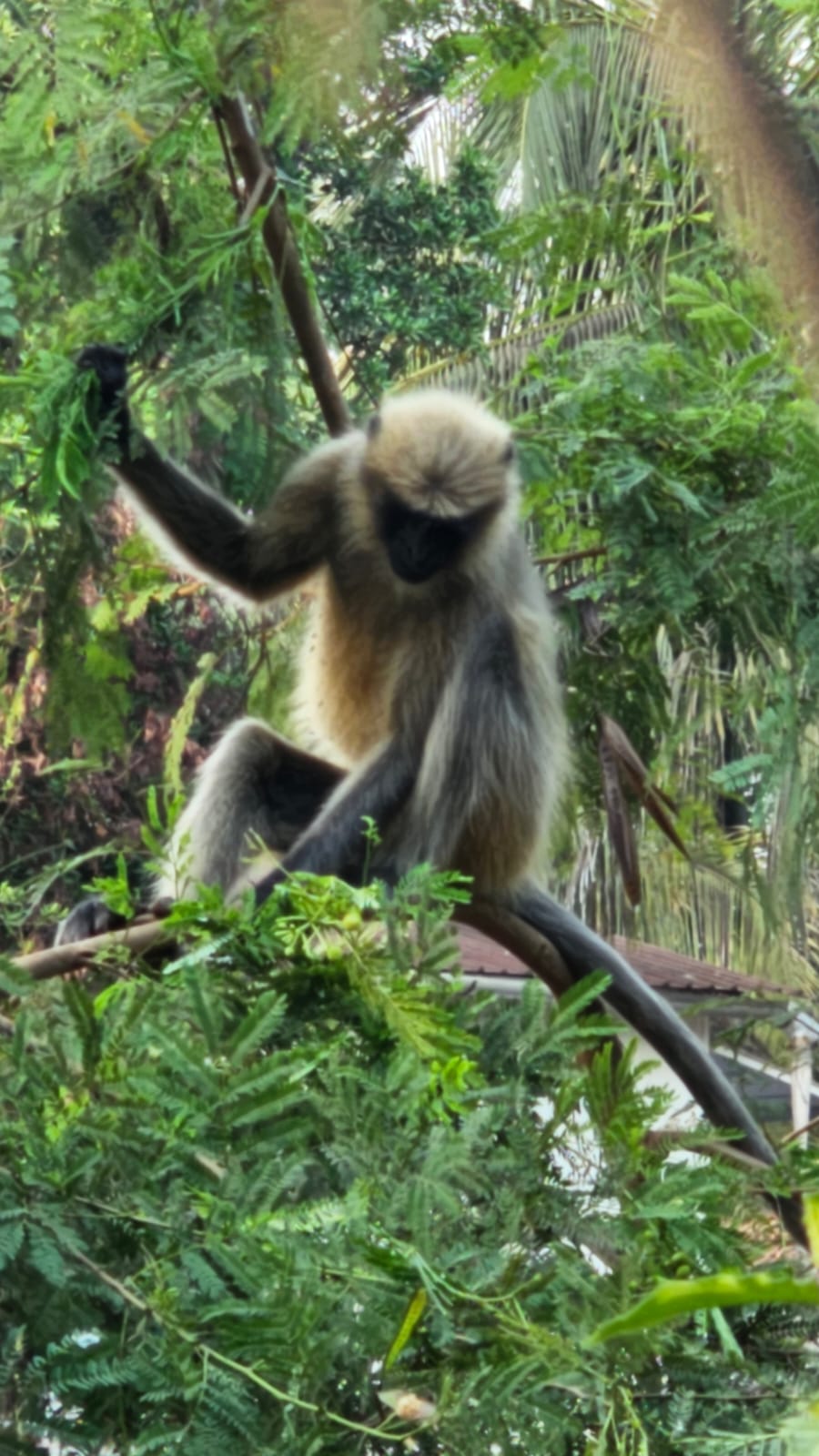 Фото Morjim Hermitage