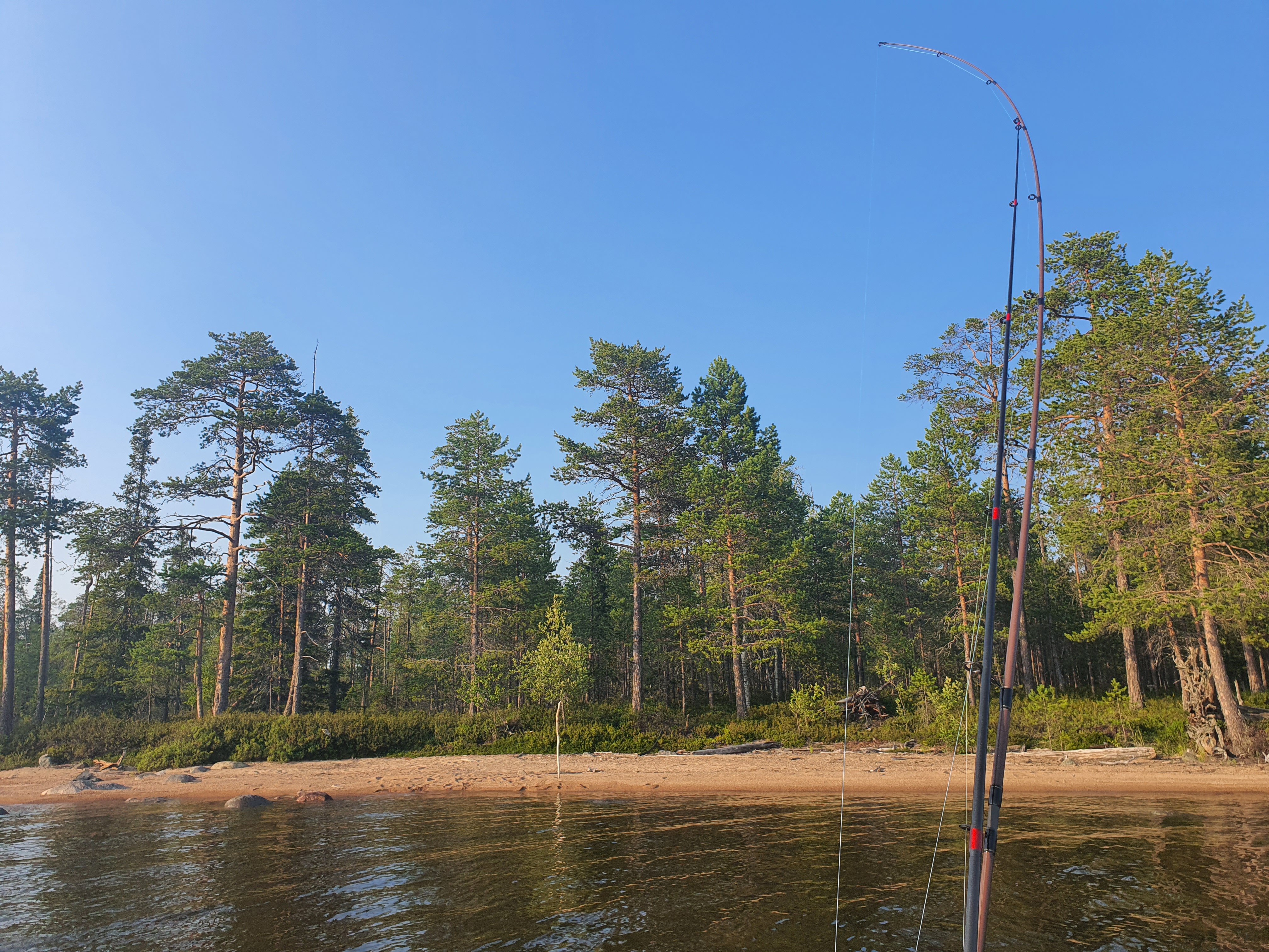 Фото Лось&Мох