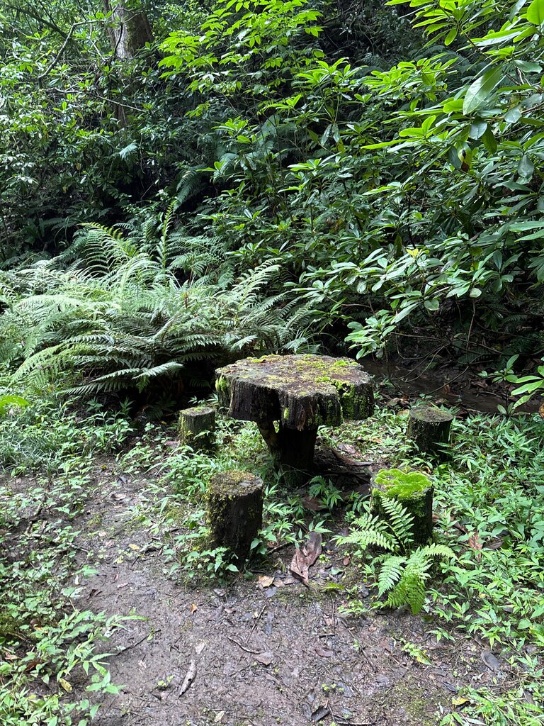 Place for picnic Место для пикника, Batumi, photo